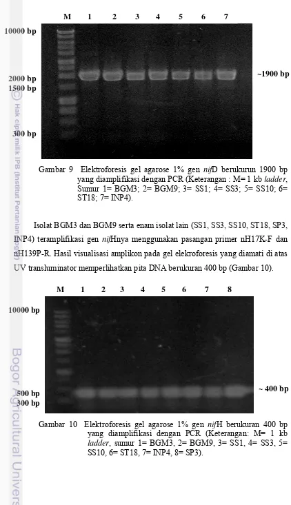 Gambar 10  Elektroforesis gel agarose 1% gen nifH berukuran 400 bp yang diamplifikasi dengan PCR (Keterangan: M= 1 kb ladder, sumur 1= BGM3, 2= BGM9, 3= SS1, 4= SS3, 5= SS10, 6= ST18, 7= INP4, 8= SP3)