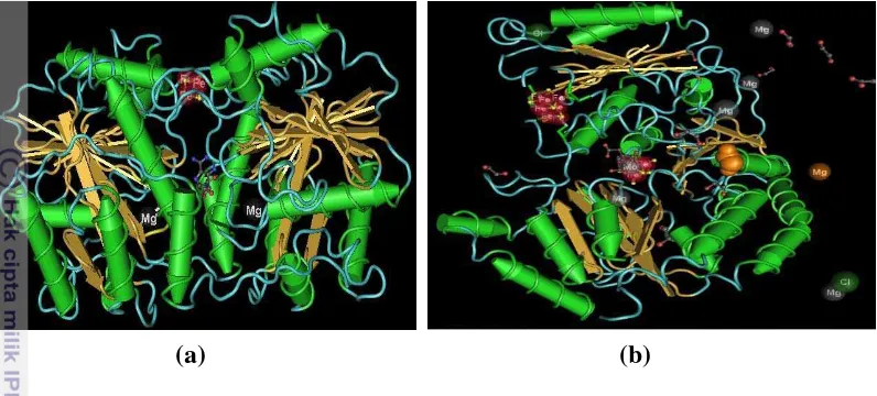 Gambar 11  Prediksi struktur tiga dimensi protein (a) NifH: kuning= lembar 