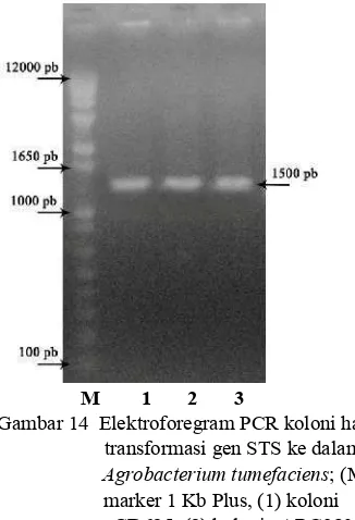 Gambar 14  Elektroforegram PCR koloni hasil