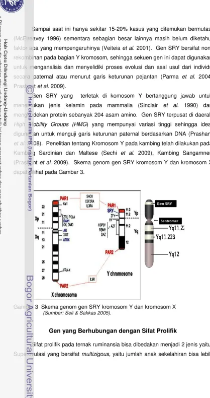 Gambar 3  Skema genom gen SRY kromosom Y dan kromosom X  