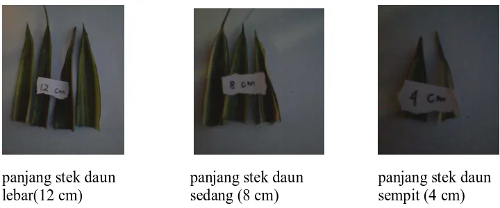 Gambar 2. Panjang stek daun lebar (12 cm), panjang stek daun sedang (8 cm) dan panjang stek daun sempit (4 cm)