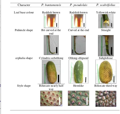 Table 4.2   Summary of contrasting characters of species recognized withinPandanus furcatus complex