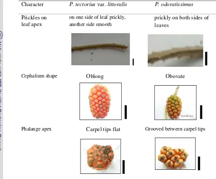 Table 4.4   Summary of contrasting characters of species recognized withinPandanus tectorius complex ; Prickles on leaf apex, scale bar = 2 cm;Cephalium shape, scale bar = 10 cm; Phalange apex, scale bar = 1 cm