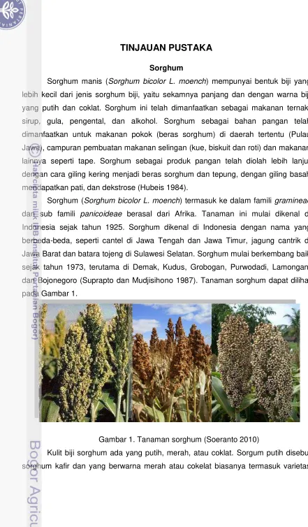 Gambar 1. Tanaman sorghum (Soeranto 2010) 