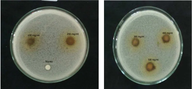 Gambar 4.4 Zona hambat bakteriSalmonellathypi 
