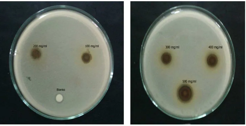 Gambar 4.6Zona hambat bakteri Staphylococcus epidermidis. 