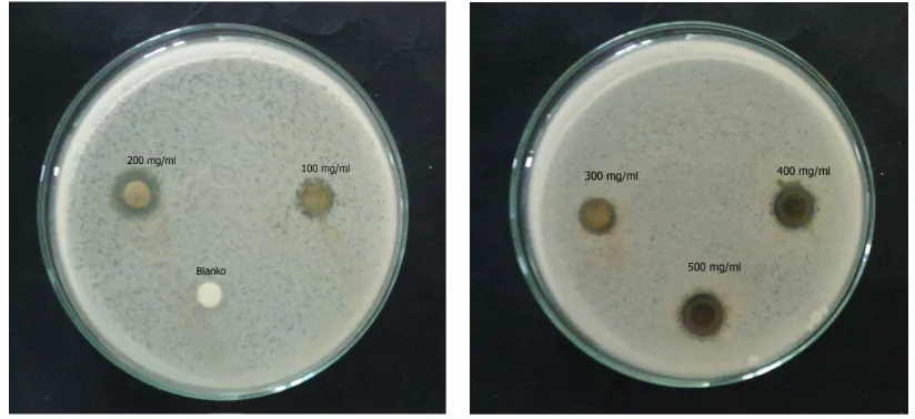 Gambar 4.8Zona hambat bakteri Salmonellathypi. 