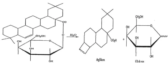 Gambar 4.12 Reaksi hidrolisis saponin dalam air  (Robinson, 1995) 