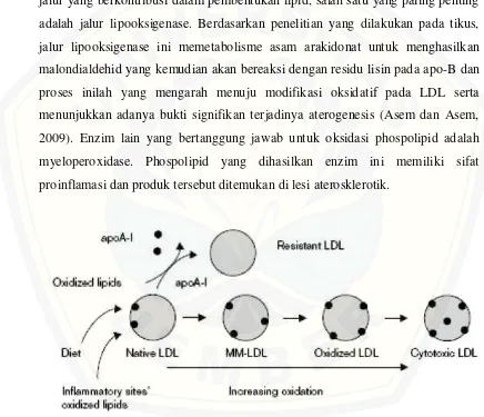 Gambar 2.3. Pembentukan LDL teroksidasi (Asem dan Asem, 2009) 