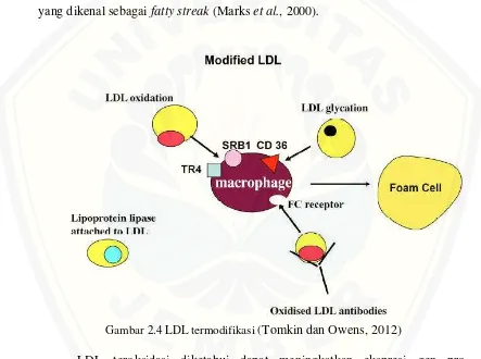 Gambar 2.4 LDL termodifikasi (Tomkin dan Owens, 2012) 