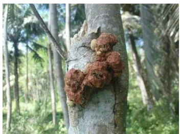 Gambar 13  Batang pohon sengon yang terkena penyakit karat puru. 