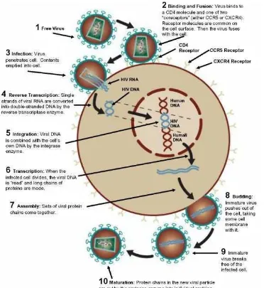 Gambar 2.4  Siklus hidup HIV didalam limfosit T (Cells alive, 2006) 