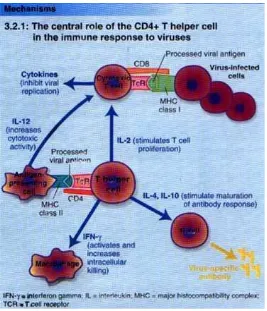 Gambar 2.11 Respon imun CD4 sel T terhadap virus (Firmansyah, 2006) 