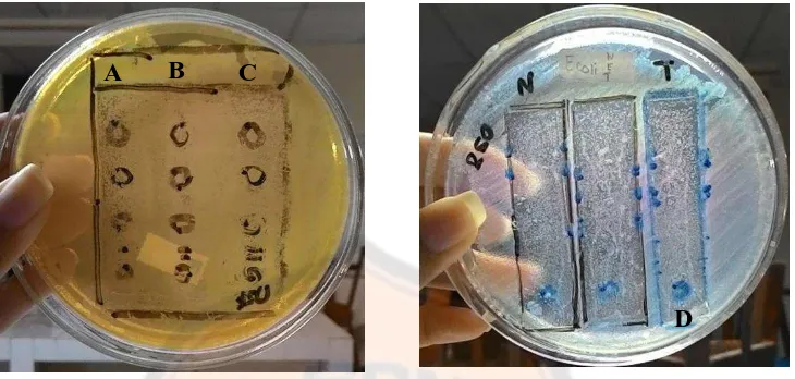 Tabel 4. Uji kualitatif aktivitas antibakteri ekstrak terhadap bakteri E. coli menggunakan Metode Bioautografi 