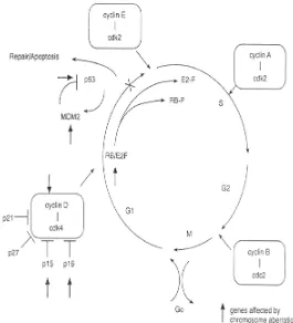 Gambar 2. Cell Cycle Progression and Regulator-Regulatornya