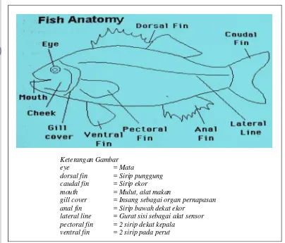 Gambar 2  Anatomi ikan karang (Indonesian Coral Reef Foundation 2004) 