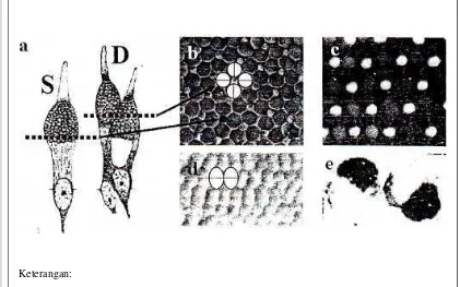 Gambar 3 Penampang dan pola mosaik fotoreseptor (Sumber: Anonim 2008) 