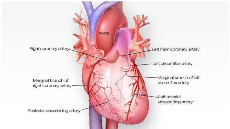 Gambar 2.2 Perdarahan Otot Jantung 