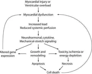 Gambar 2.3 Postulated interactions between ventricular remodeling, 