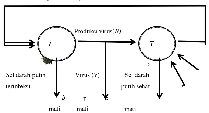 Gambar 1  Diagram penyebaran virus 