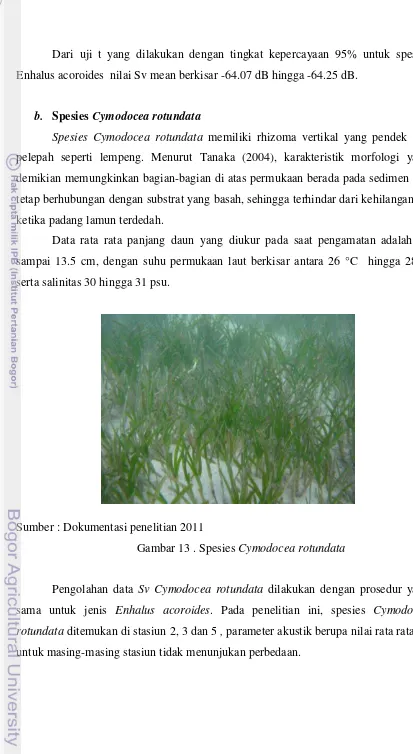 Gambar 13 . Spesies Cymodocea rotundata 