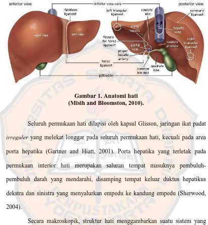 Gambar 1. Anatomi hati  (Misih and Bloomston, 2010). 