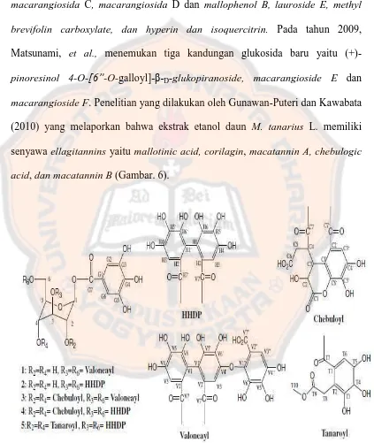 Gambar 6. Senyawa ellagitannins mallotinic acid (1), corilagin (2), macatannin A (3), chebulagic acid (4), and macatannin B (5) (Gunawan-Puteri dan Kawabata, 2010)