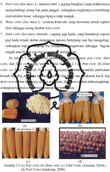 Gambar 2.3 (a) Pop corn; (b) Dent corn; (c) Flint Corn; (Anonim, 2010c) 