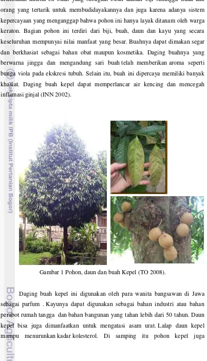 Gambar 1 Pohon, daun dan buah Kepel (TO 2008). 
