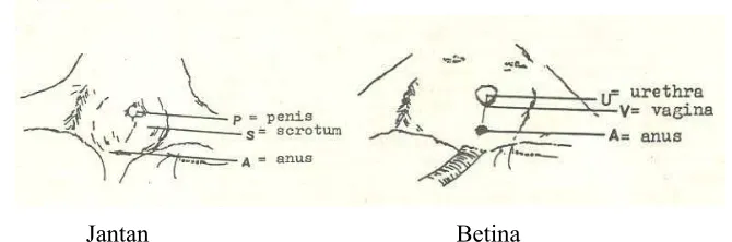 Gambar 1  Perbedaan tikus jantan dan betina (Malole dan Pramono 1989). 