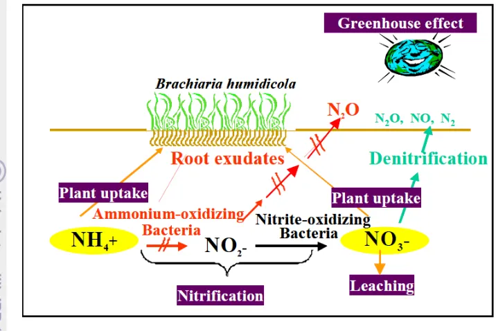 Gambar 6. Proses biologi dalam pengaturan penghambatan nitrifikasi dan emisi gas N2O  