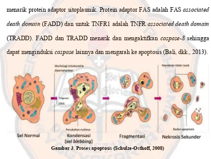 Gambar 3. Proses apoptosis (Schulze-Osthoff, 2008) 