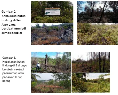 Gambar 2.Kebakaran hutanlindung di SeiJago yangberubah menjadisemak belukar