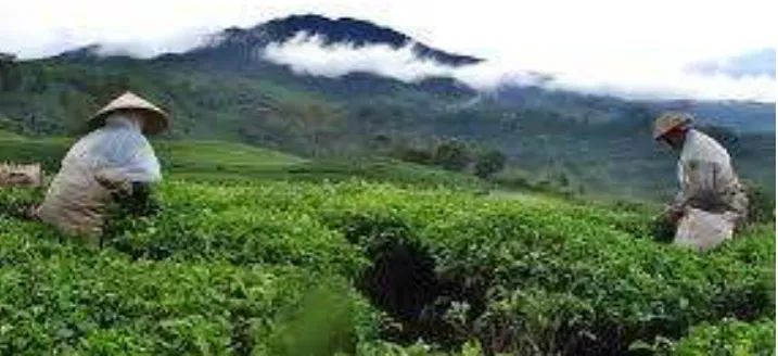 Gambar: peternakan sapi, peternakan ayam 