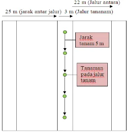 Gambar 1  Skema sistem silvikultur Tebang Pilih Tanam Jalur (TPTJ) 