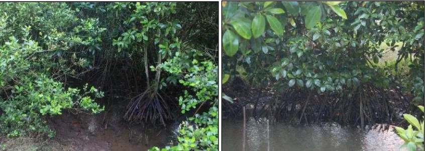 Gambar 8. Kondisi mangrove di Pantai Baros