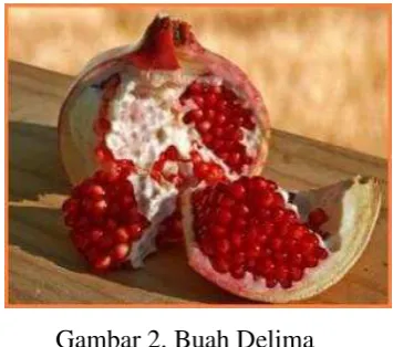 Gambar 2. Buah Delima  