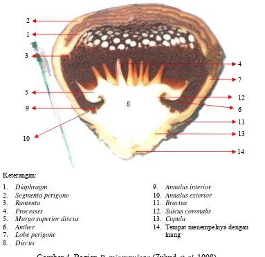 Gambar 4  Bagian R. micropylora (Zuhud et al. 1998). 