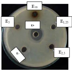 Gambar 3. Hasil uji aktivitas antibakteri kombinasi ekstrak air kulit manggis dan ekstrak air daun sirih (1:1) terhadap bakteri pada konsentrasi 10% dan zona hambat yang dihasilkan antibiotik Amoksisilin 1% sebesar 22,17 mm Keterangan EStreptococcus mutans dengan diameter zona hambat sebesar 10,33 mm 10:Ekstrak 800 µg/sumuran  E2,5 : Ekstrak 200 µg/sumuran E5  :Ekstrak 400 µg/sumuran  E1,25: Ekstrak 100 µg/sumuran K (-): Akuades   K (+): amoksisilin 80 µg/sumuran 