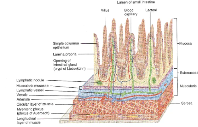 Gambar 2. Struktur Anatomi Usus Halus   