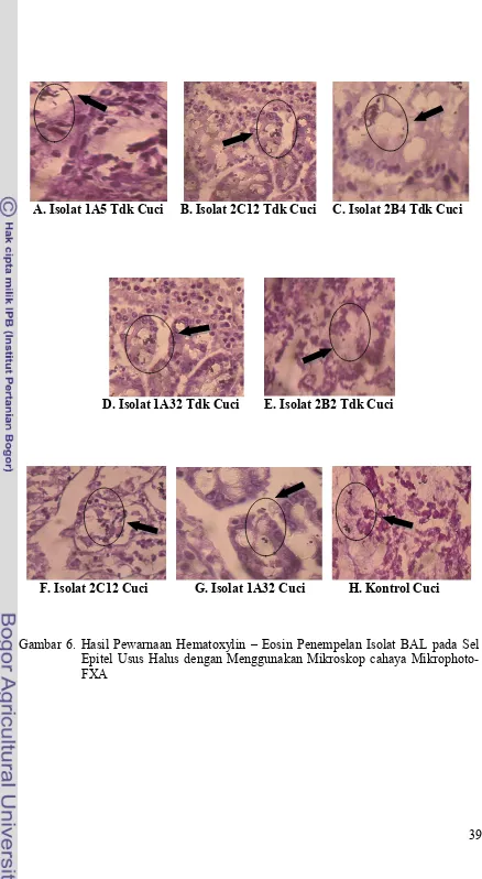 Gambar 6. Hasil Pewarnaan Hematoxylin – Eosin Penempelan Isolat BAL pada Sel  