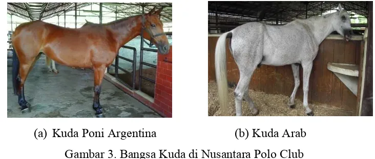 Gambar 3. Bangsa Kuda di Nusantara Polo Club 