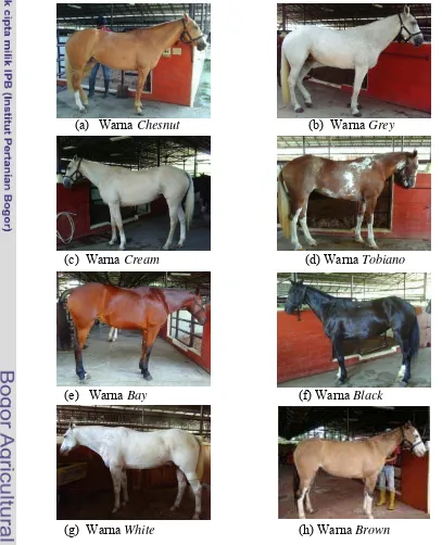 Gambar 4. Berbagai Warna Bulu Kuda di Nusantara Polo Club 