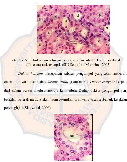 Gambar 5. Tubulus kontortus proksimal (p) dan tubulus kontortus distal 