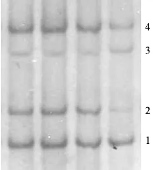 Figure 1. Visualization of MSTN c.960delG amplicon. M: DNA Ladder 100 bp, 1-16: individual samples
