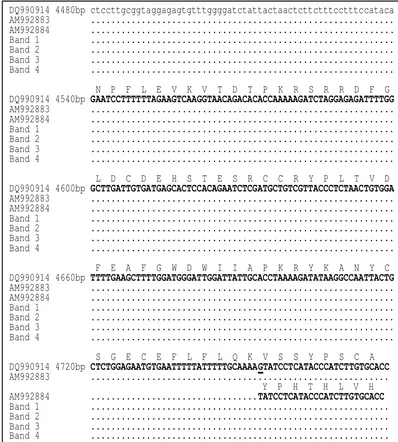 Figure 3. Nucleotide Sequences of the Ovine MSTN c.960delG predicted Amino Acid Sequences