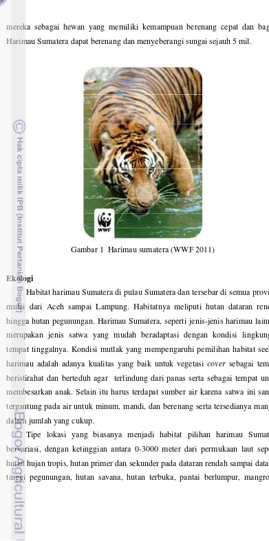 Gambar 1  Harimau sumatera (WWF 2011) 