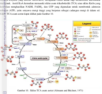 Gambar 10.  Siklus TCA asam asetat (Altmann and Büchner, 1971) 