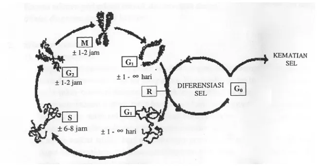 Gambar 1.  Siklus Sel. Siklus sel terdiri dari 4 fase yaitu fase-G1, fase-S fase-G2 dan fase-M 