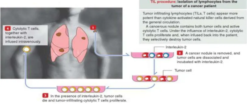 Gambar 2.2.Adoptive cell transfer (Kierszenbaum dan Tres, 2012) 